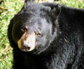 EL OSO
